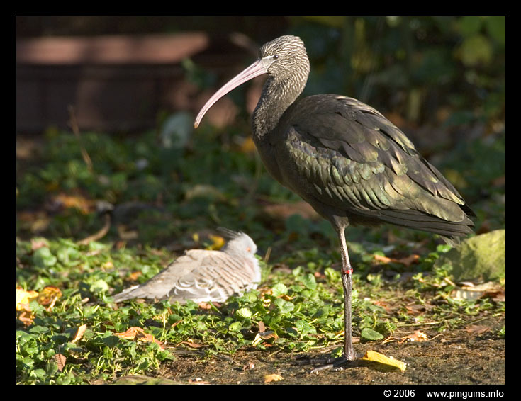 zwarte ibis ( Plegadis falcinellus ) glossy ibis
Trefwoorden: Planckendael zoo Belgie Belgium zwarte ibis Plegadis falcinellus glossy ibis  vogel bird