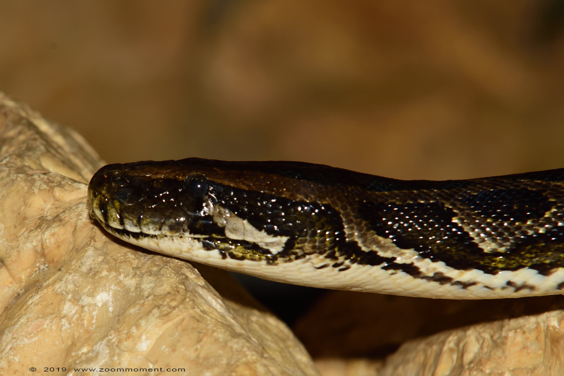 tijgerpython  ( Python molurus molurus  ) Indian python
Trefwoorden: Reptielenhuis Aarde Breda tijgerpython  Python molurus  Indian python