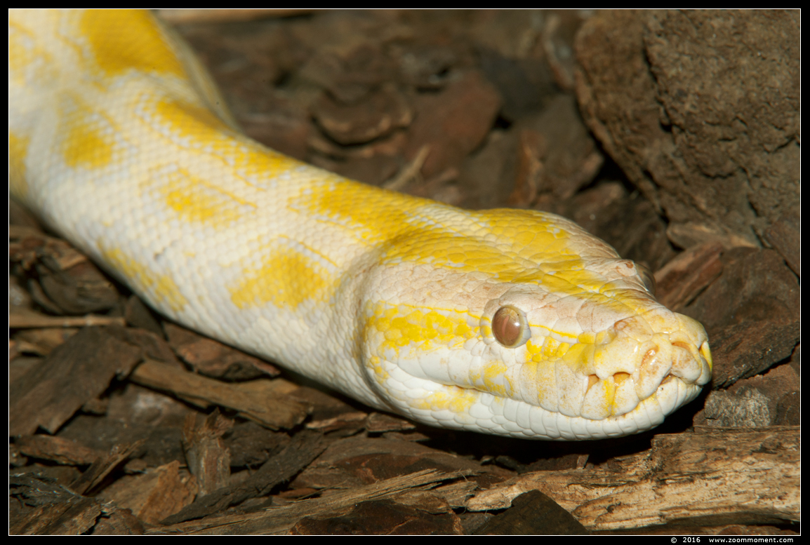 tijgerpython  ( Python molurus molurus  ) Indian python
Trefwoorden: Reptielenhuis Aarde Breda tijgerpython Python molurus Indian python