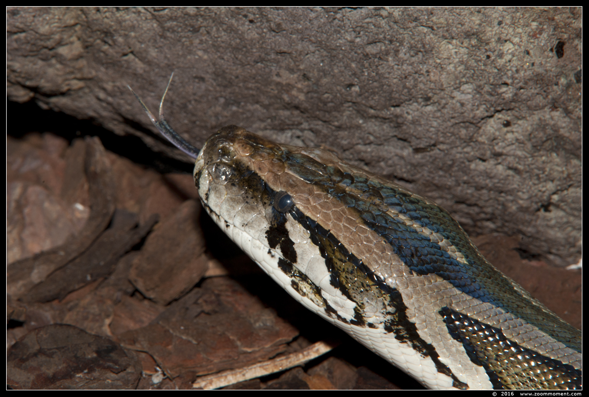 tijgerpython  ( Python molurus molurus  ) Indian python
Trefwoorden: Reptielenhuis Aarde Breda  tijgerpython Python molurus Indian python