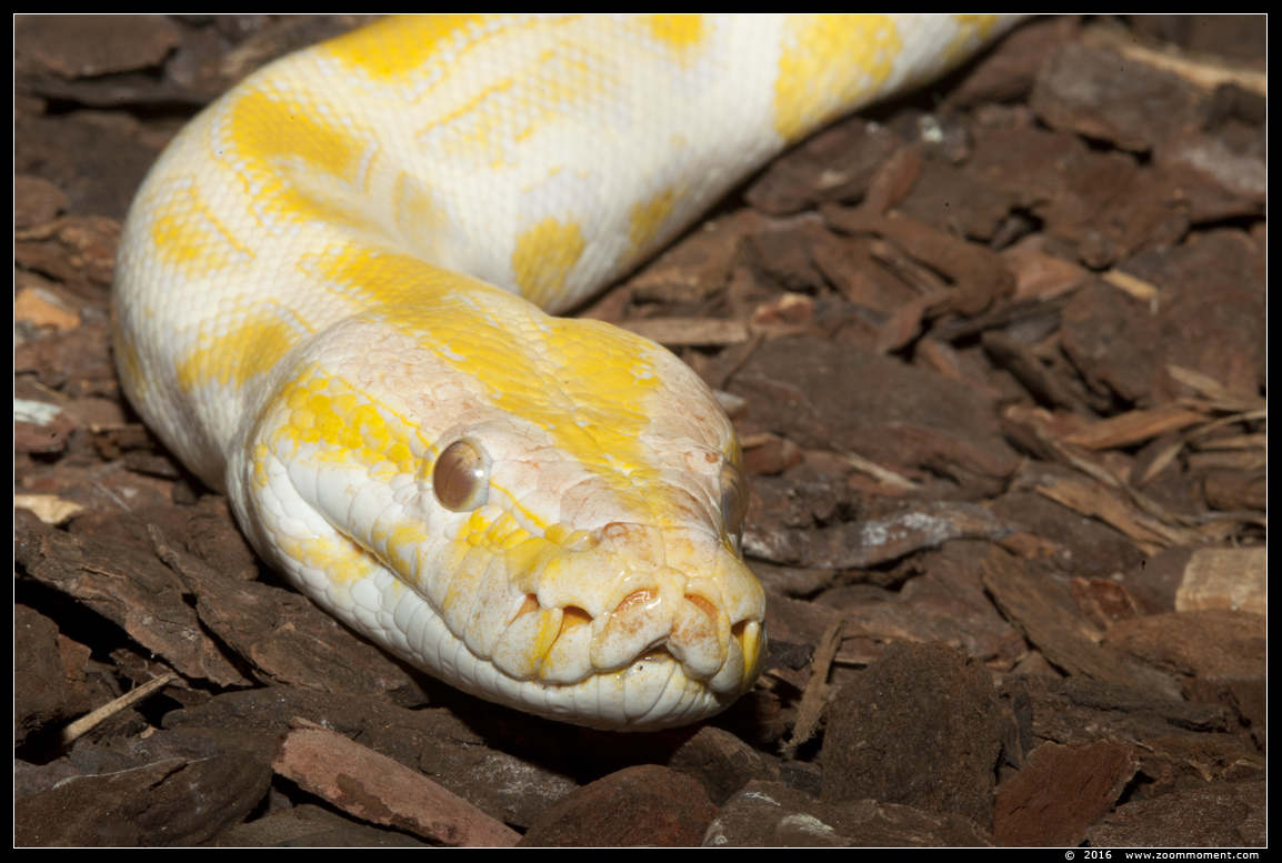 tijgerpython  ( Python molurus ) Indian python
Trefwoorden: Reptielenhuis Aarde Breda tijgerpython  Python molurus  Indian python