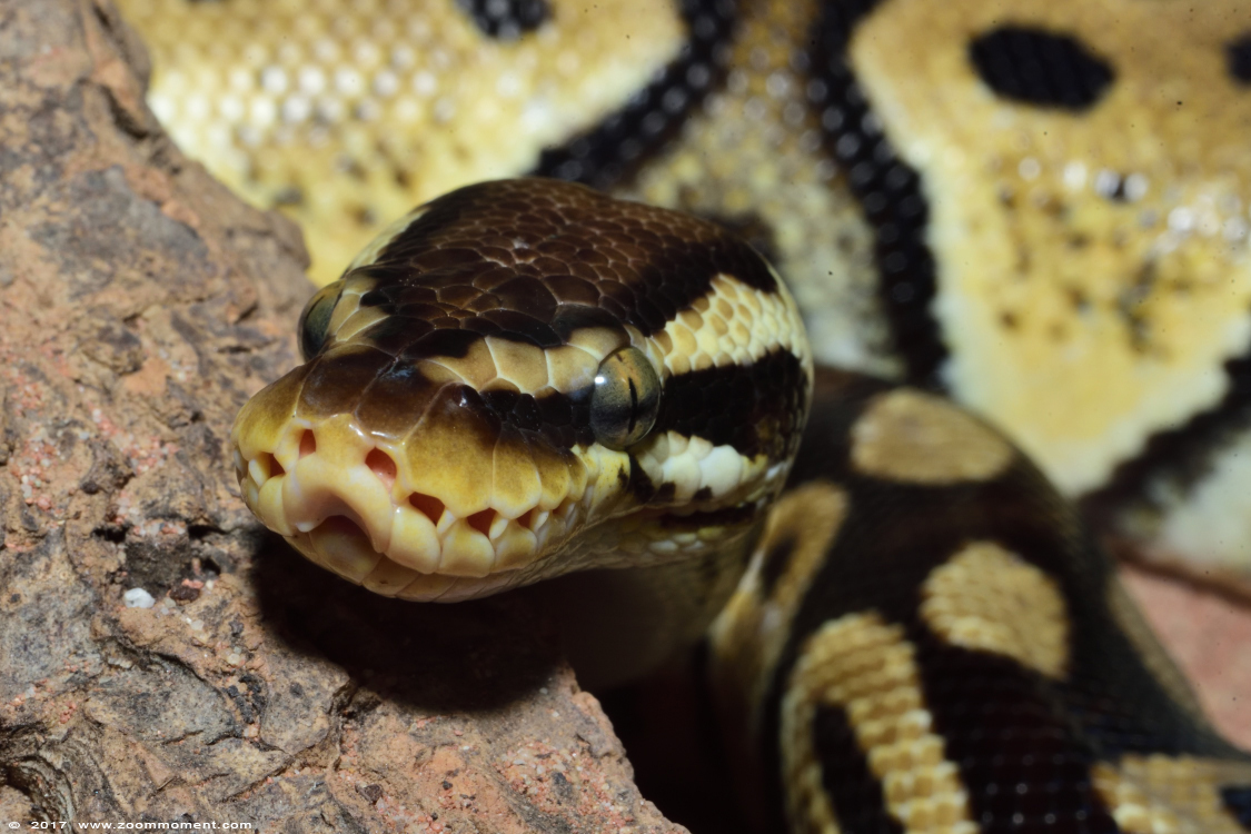 koningspython ( Python regius ) ball python 
Trefwoorden: Terrazoo Rheinberg koningspython Python regius ball python