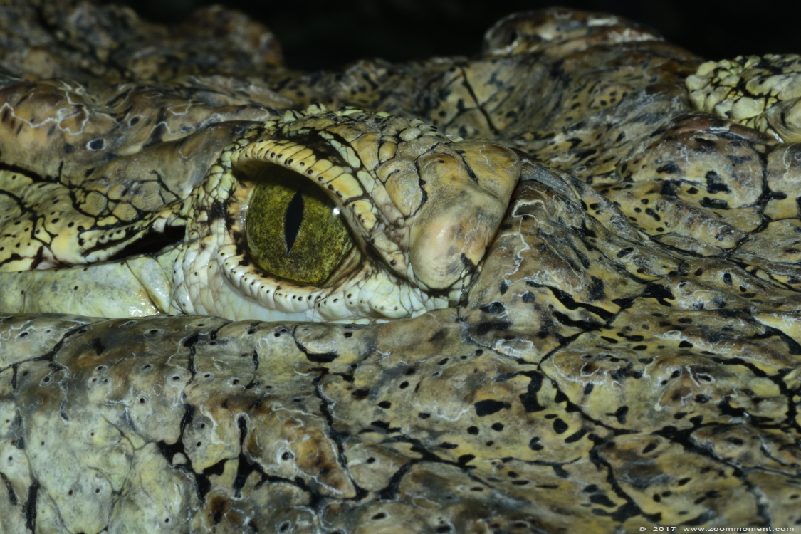 Nijlkrokodil ( Crocodylus niloticus ) Nile crocodile
Trefwoorden: Terrazoo Rheinberg Nijlkrokodil Crocodylus niloticus  Nile crocodile