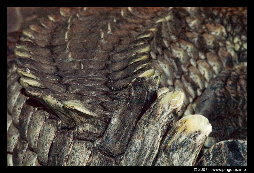 Nijlkrokodil  ( Crocodylus niloticus )  Nile crocodile    Nilkrokodil
Trefwoorden: Terrazoo Rheinberg Germany Duitsland terrarium Nijlkrokodil Crocodylus niloticus  Nile crocodile Nilkrokodil