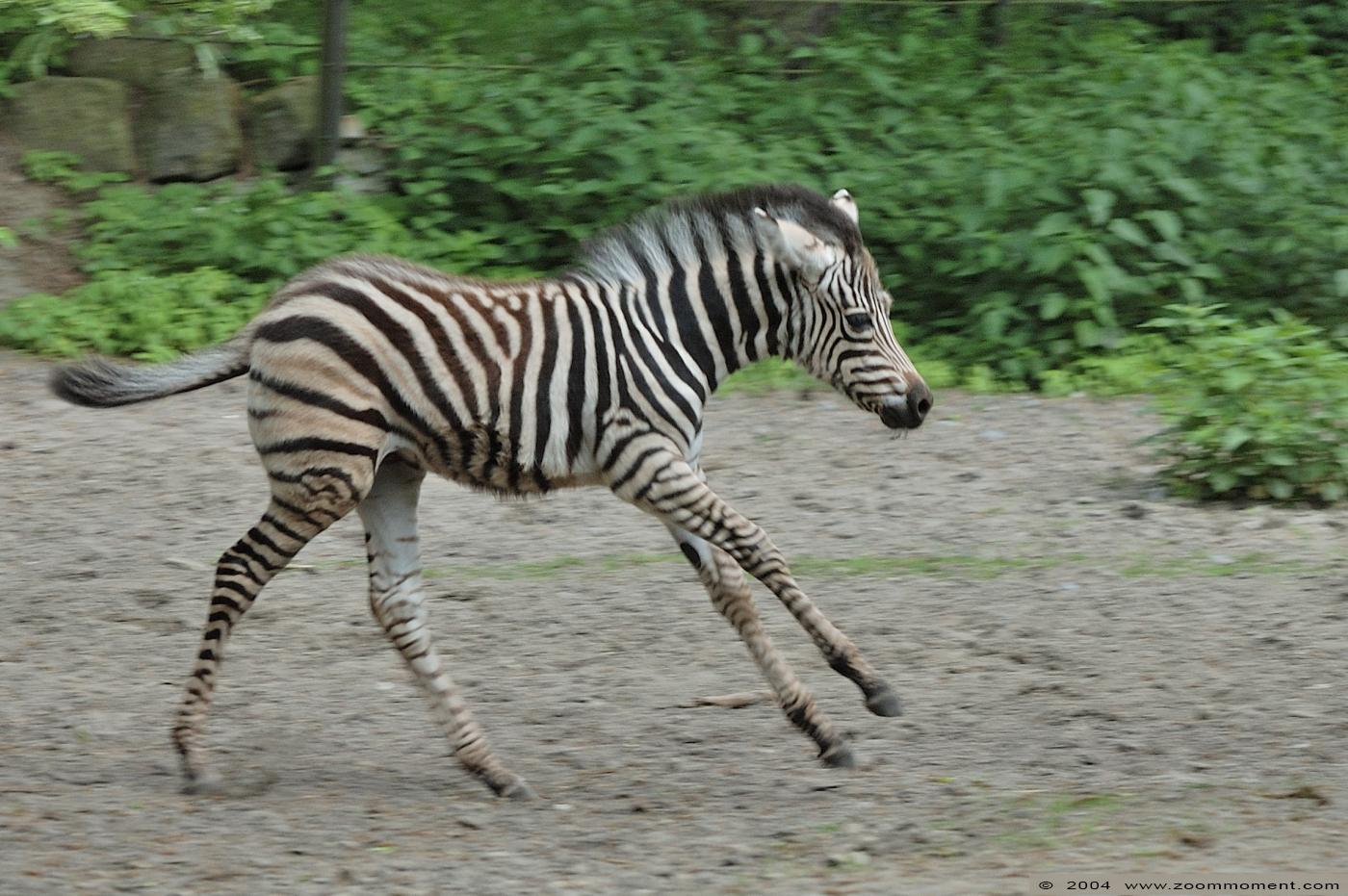 Chapman zebra  ( Equus quagga chapmani )
Keywords: Naturzoo Rheine Germany Equus quagga chapmani Chapman zebra