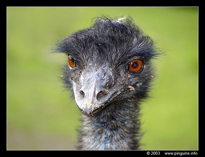 emoe  ( Dromaius novaehollandiae )  emu
Trefwoorden: Naturzoo Rheine Germany Dromaius novaehollandiae emoe emu vogel bird