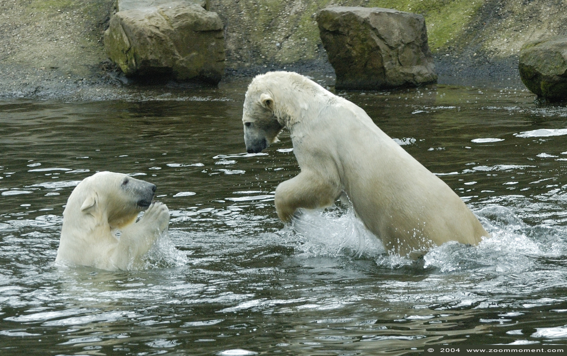 ijsbeer ( Ursus maritimus ) polar bear in 2004
Trefwoorden: Ouwehands zoo Rhenen Ursus maritimus ijsbeer polar bear