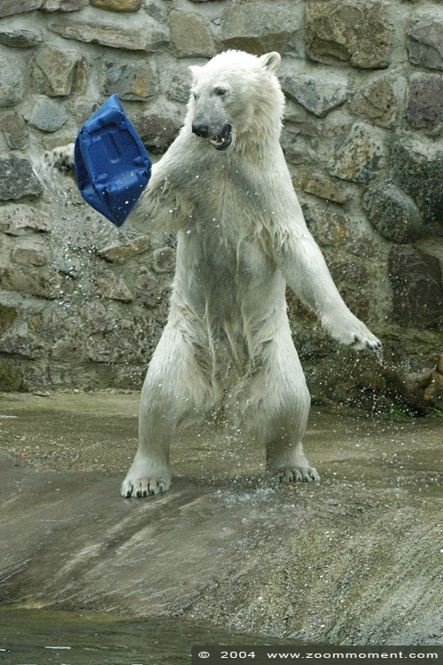 ijsbeer ( Ursus maritimus ) polar bear in 2004
Trefwoorden: Ouwehands zoo Rhenen Ursus maritimus ijsbeer polar bear