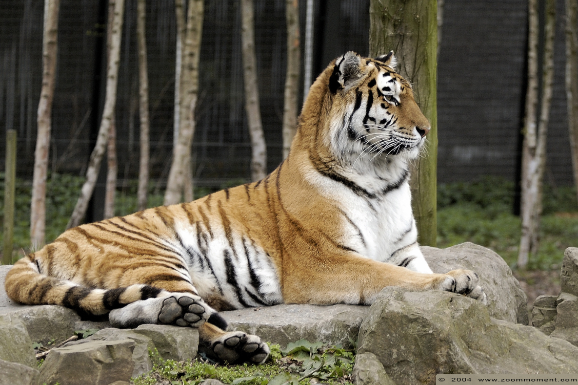 Siberische tijger of amoer tijger  ( Panthera tigris altaica )    Siberian tiger
Trefwoorden: Ouwehands zoo Rhenen Panthera tigris altaica Amurtijger amoertijger siberische tijger Siberian tiger