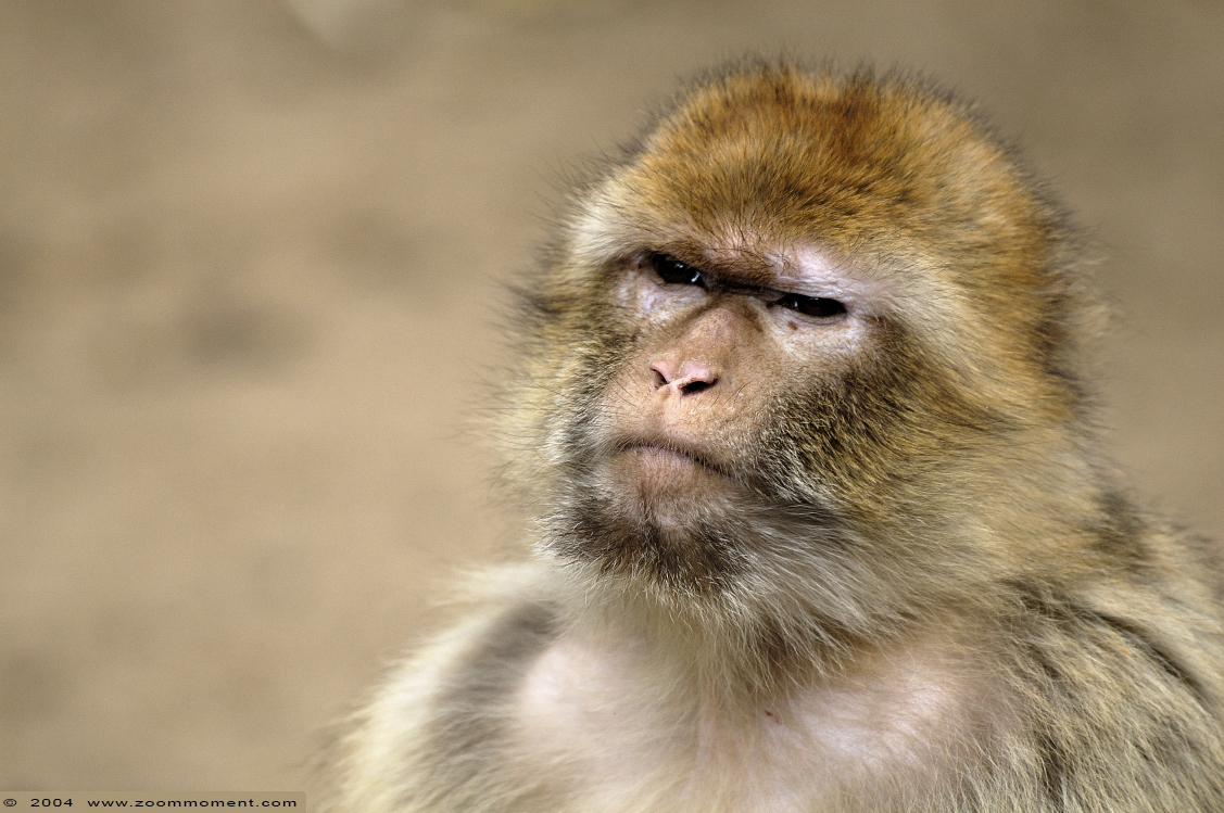 berberaap of magot aap of makaak ( Macaca sylvanus ) Berber monkey
Trefwoorden: Ouwehands zoo Rhenen berberaap  magot aap makaak  Macaca sylvanus Berber monkey