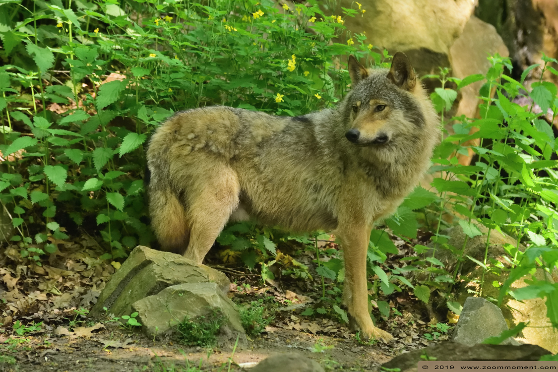 Europese wolf of Euraziatische wolf  ( Canis lupus lupus )  Eurasian wolf 
Trefwoorden: Ouwehands zoo Rhenen Europese wolf  Euraziatische wolf  Canis lupus lupus Eurasian wolf 