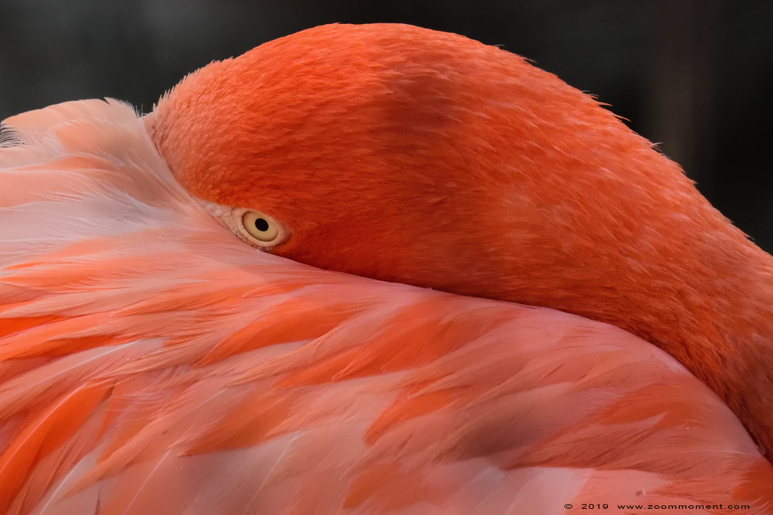 rode flamingo of Cubaanse flamingo  ( Phoenicopterus ruber ) American flamingo 
Trefwoorden: Ouwehands zoo Rhenen rode flamingo  Cubaanse flamingo   Phoenicopterus ruber  American flamingo 