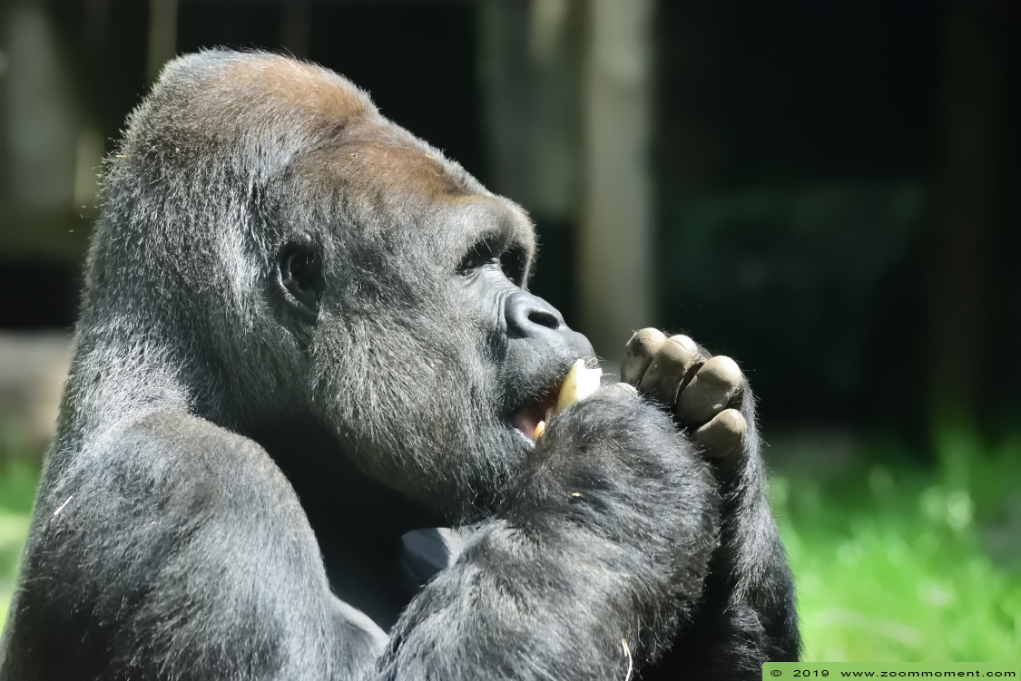 Gorilla gorilla
Paraules clau: Ouwehands zoo Rhenen Gorilla gorilla