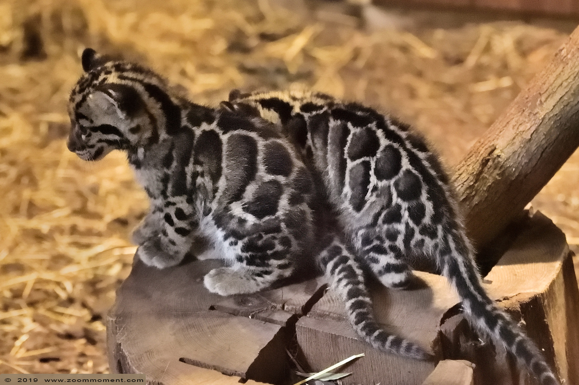 nevelpanter  ( Neofelis nebulosa ) clouded leopard
Welpen, geboren maart 2019, op de foto ongeveer 2 maanden oud.
Cubs, born March 2019, on the picture about 2 months old
Trefwoorden: Ouwehands zoo Rhenen nevelpanter  Neofelis nebulosa  clouded leopard cub welp