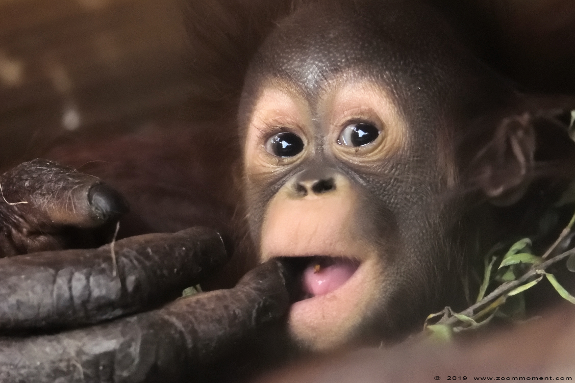 orang oetan ( Pongo pygmaeus ) Bornean orangutan
Orang oetan baby, geboren 10 maart, op de foto ongeveer 2,5 maanden oud.
Orangutan, born 10 March, on the picture about 2,5 months old
Trefwoorden: Ouwehands zoo Rhenen orang oetan Pongo pygmaeus Bornean orangutan