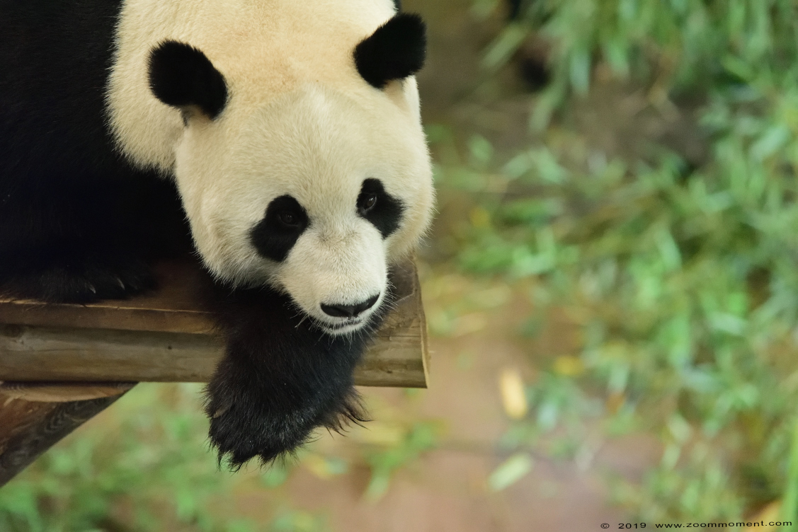 reuzenpanda ( Ailuropoda melanoleuca ) giant panda
Trefwoorden: Ouwehands zoo Rhenen reuzenpanda  Ailuropoda melanoleuca  giant panda