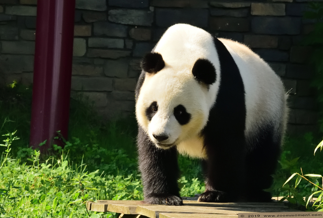 reuzenpanda ( Ailuropoda melanoleuca ) giant panda
Trefwoorden: Ouwehands zoo Rhenen reuzenpanda  Ailuropoda melanoleuca  giant panda
