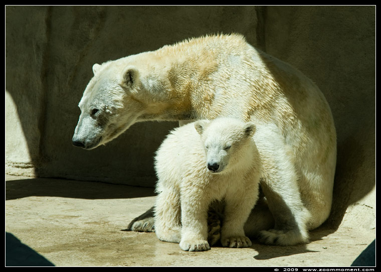ijsbeer  ( Ursus maritimus )  polar bear  in 2009
Trefwoorden: Ouwehands zoo Rhenen Ursus maritimus ijsbeer polar bear cub jong