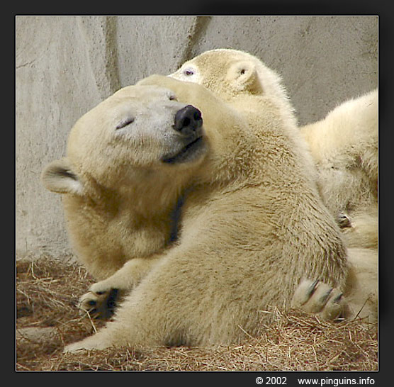 ijsbeer  ( Ursus maritimus )  polar bear  in 2002
IJsbeer jong Freedom (may 2002)
Polar bear cub
Ключевые слова: Ouwehands zoo Rhenen Ursus maritimus ijsbeer polar bear cub jong