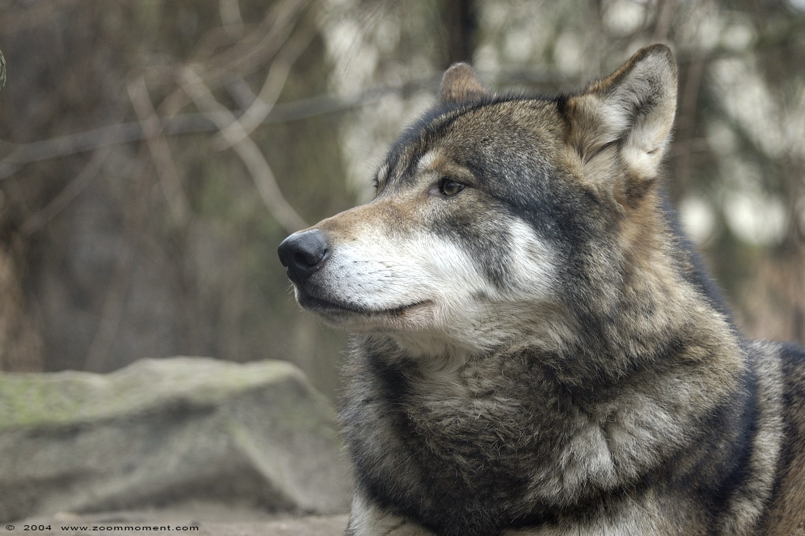Europese wolf ( Canis lupus lupus ) European wolf
Trefwoorden: Blijdorp Rotterdam zoo Europese wolf  Canis lupus lupus  European wolf