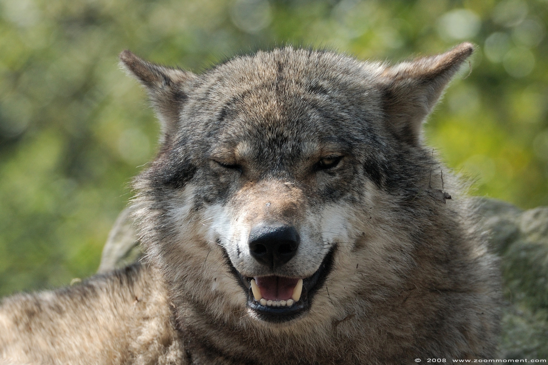 Europese wolf  ( Canis lupus lupus )  Eurasian wolf 
Trefwoorden: Blijdorp Rotterdam zoo Europese wolf Canis lupus lupus European wolf