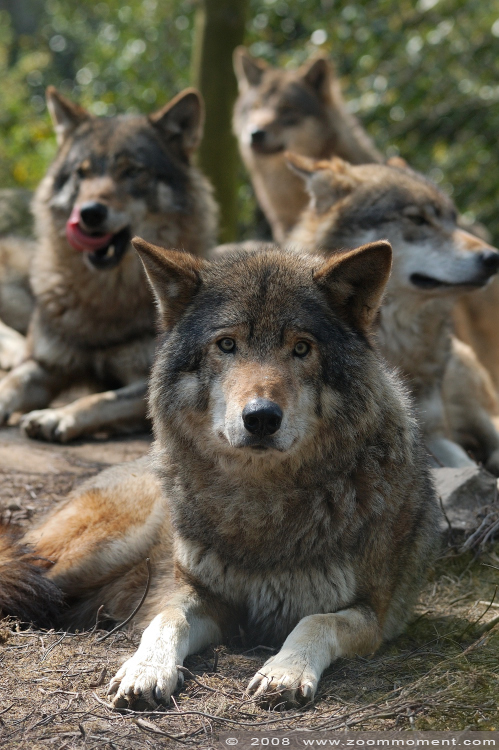 Europese wolf ( Canis lupus lupus ) European wolf
Trefwoorden: Blijdorp Rotterdam zoo Europese wolf Canis lupus lupus European wolf