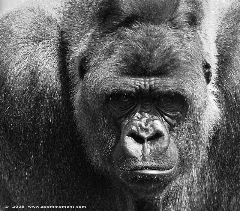 Gorilla gorilla
Bokito
Trefwoorden: Blijdorp Rotterdam zoo Gorilla