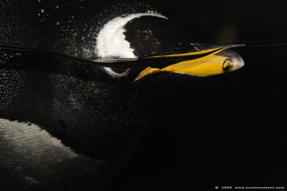 ezelspinguïn ( Pygoscelis papua ellsworthi ) gentoo penguin
Trefwoorden: Blijdorp Rotterdam zoo Antarctische ezelspinguïn Pygoscelis papua ellsworthi gentoo penguin