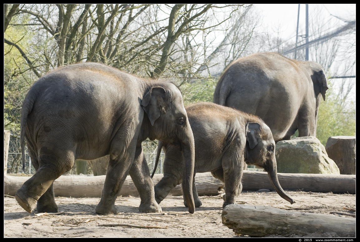 Aziatische olifant ( Elephas maximus ) Asian elephant
Keywords: Blijdorp Rotterdam zoo Aziatische olifant Elephas maximus Asian elephant kalf calf
