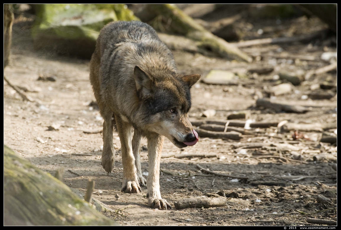 Europese wolf  ( Canis lupus lupus )  European wolf
Trefwoorden: Blijdorp Rotterdam zoo 