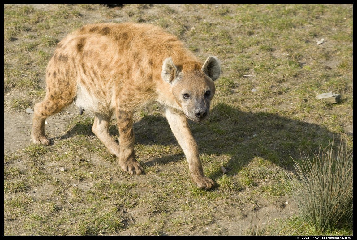 gevlekte hyena ( Crocuta crocuta ) spotted hyena
Keywords: Blijdorp Rotterdam zoo Crocuta crocuta gevlekte hyena spotted hyena