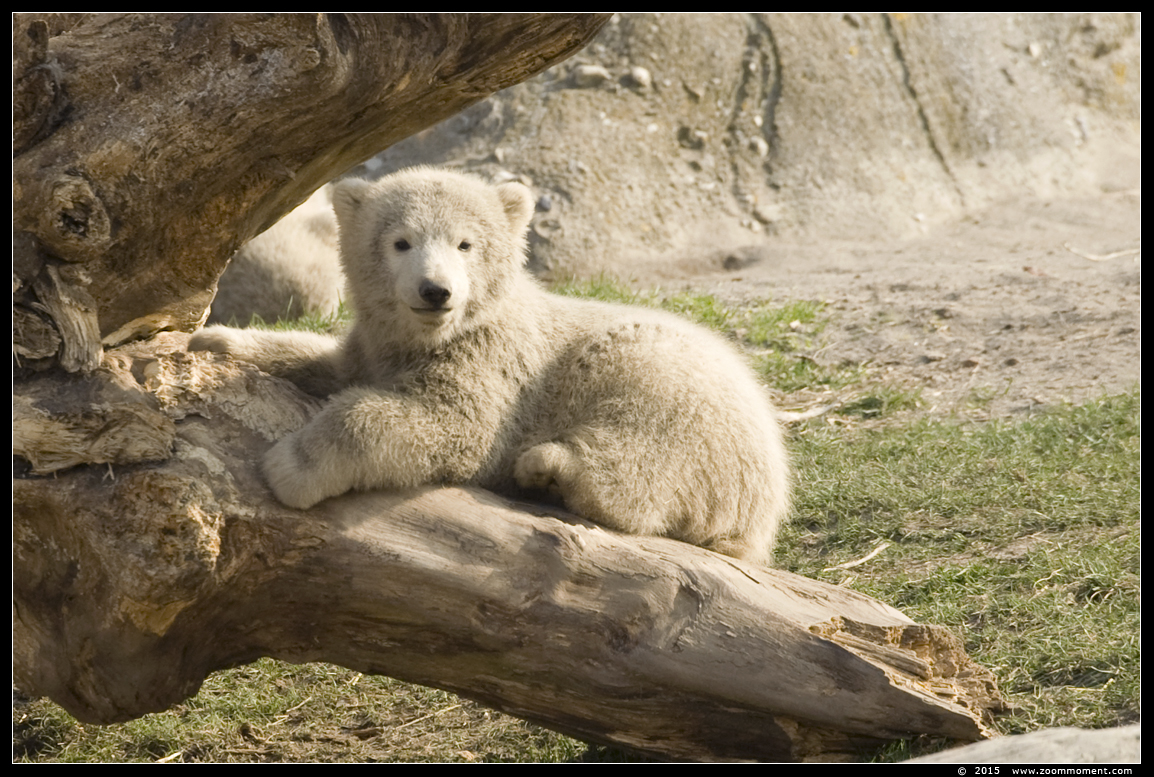 ijsbeer   ( Ursus maritimus ) polar bear
Ijsbeertweeling, geboren op 2 december 2014, op de foto 3 maanden oud
Cubs, born 2 December 2014, on the picture 3 monhs old
Trefwoorden: Blijdorp Rotterdam zoo ijsbeer  Ursus maritimus polar bear cub