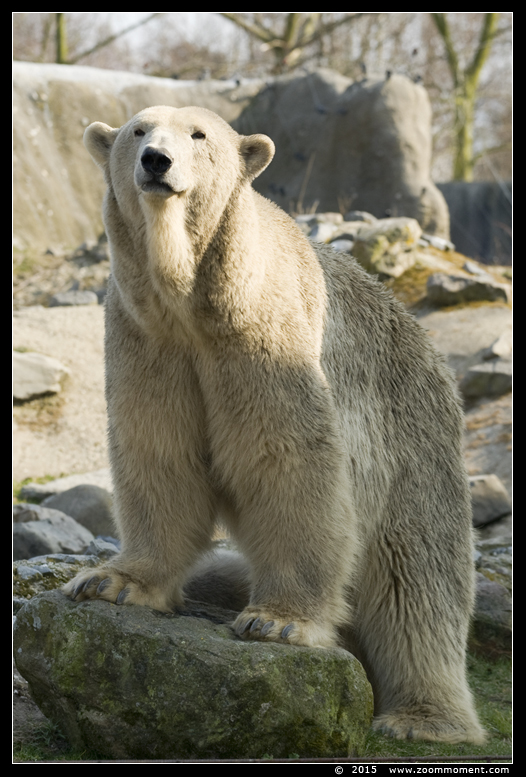 ijsbeer   ( Ursus maritimus ) polar bear
Trefwoorden: Blijdorp Rotterdam zoo ijsbeer  Ursus maritimus polar bear