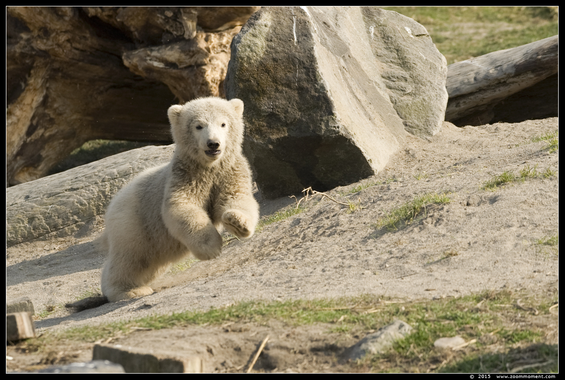 ijsbeer   ( Ursus maritimus ) polar bear
Ijsbeertweeling, geboren op 2 december 2014, op de foto 3 maanden oud
Cubs, born 2 December 2014, on the picture 3 monhs old
Trefwoorden: Blijdorp Rotterdam zoo ijsbeer  Ursus maritimus polar bear cub