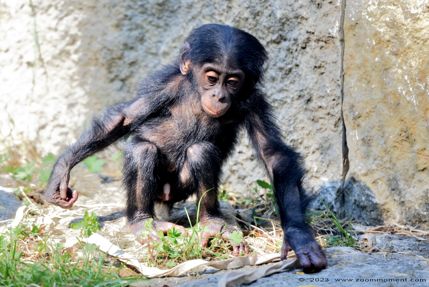 bonobo ( Pan paniscus )
Trefwoorden: Wilhelma Stuttgart Germany bonobo Pan paniscus