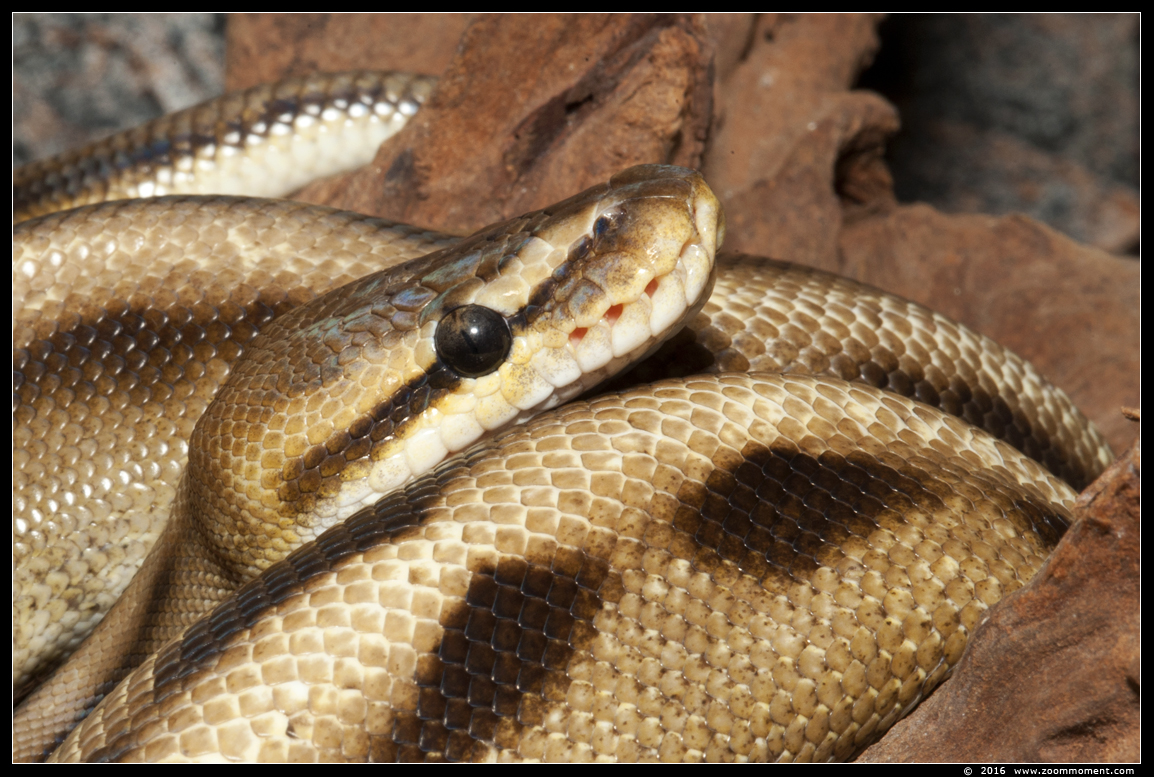 koningspython ( Python regius ) ball python
Trefwoorden: Tropical zoo vlindertuin Berkenhof Nederland Netherlands koningspython  Python regius ball python