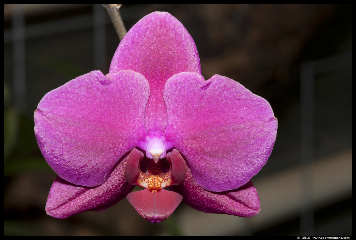 orchidee orchid
Trefwoorden: Tropical zoo vlindertuin Berkenhof Nederland Netherlands orchidee orchid