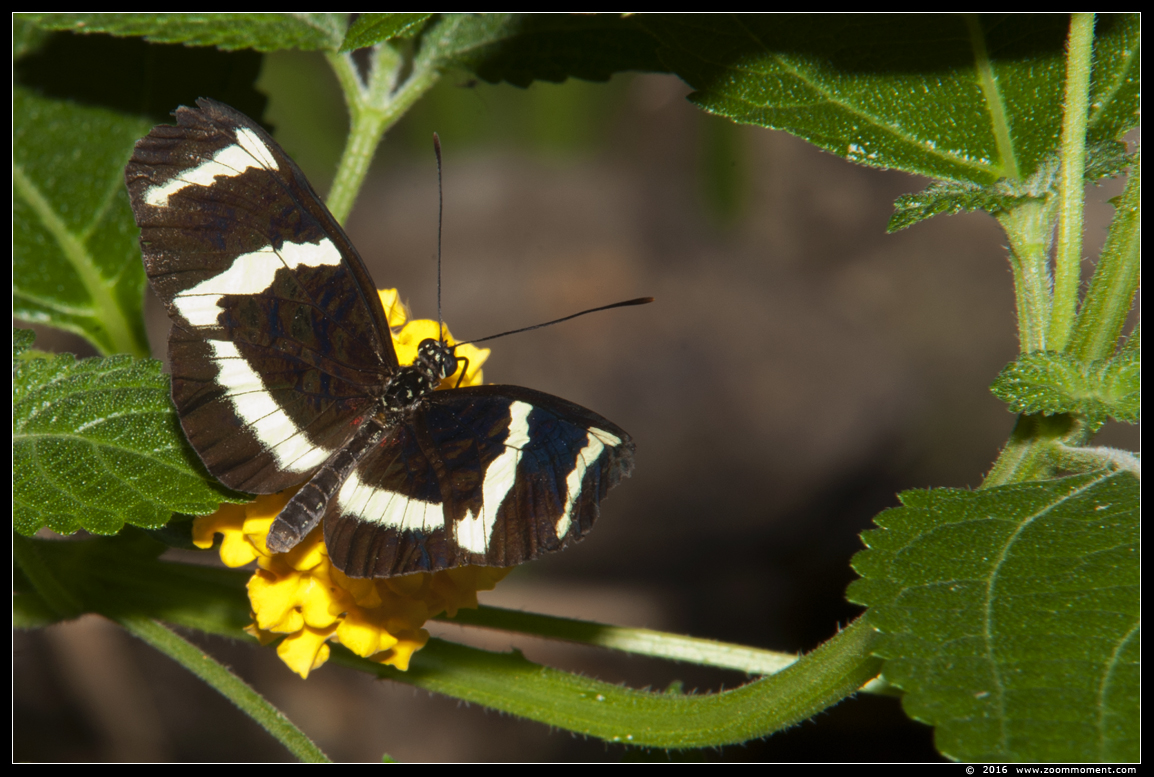 vlinder ( species ? ) butterfly
Klíčová slova: Tropical zoo vlindertuin Berkenhof Nederland Netherlands vlinder butterfly