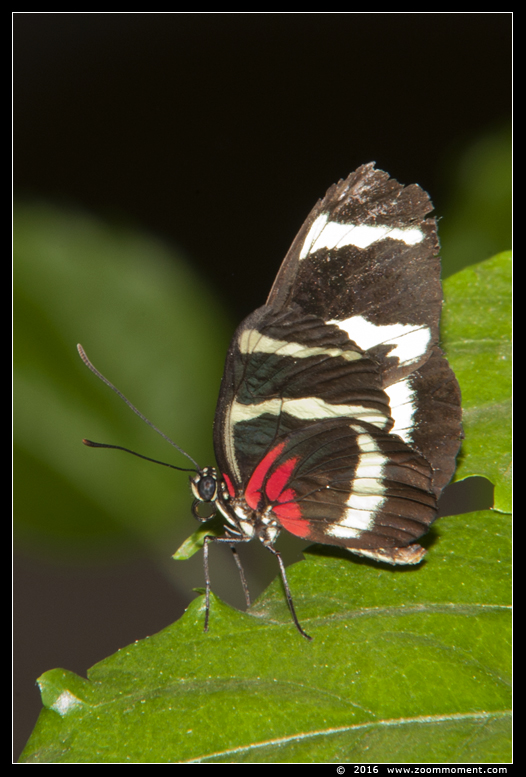 vlinder ( Heliconius species ? ) butterfly
Keywords: Tropical zoo vlindertuin Berkenhof Nederland Netherlands vlinder  Heliconius species butterfly