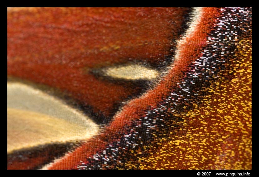 atlasvlinder vleugel  ( Attacus atlas )  atlas moth wing
Trefwoorden: Vlindertuin Knokke Belgie Belgium vlinder vlinders butterfly atlasvlinder vleugel  Attacus atlas atlas moth wing
