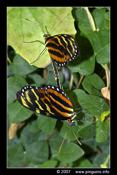 vlinder  ( Heliconius ismenius )  Ismenius longwing
Palavras chave: Vlindertuin Knokke Belgie Belgium vlinder vlinders butterfly Heliconius ismenius Ismenius longwing