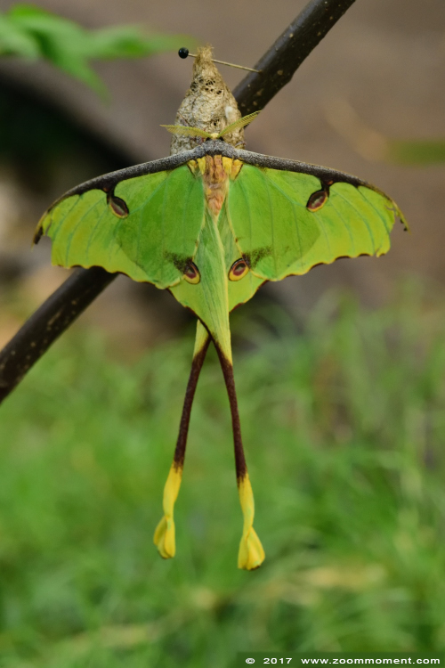 komeetstaartvlinder butterfly
Paraules clau: Vlindersafari Gemert vlinder butterfly komeetstaart
