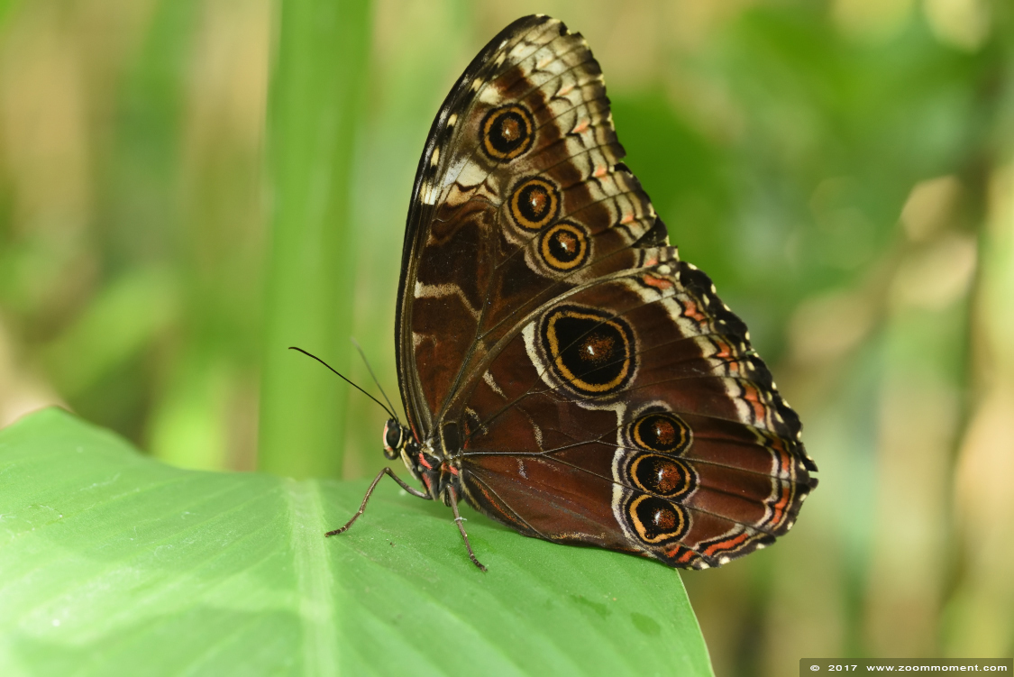 Morpho peleides
Trefwoorden: Vlindersafari Gemert vlinder butterfly Morpho peleides