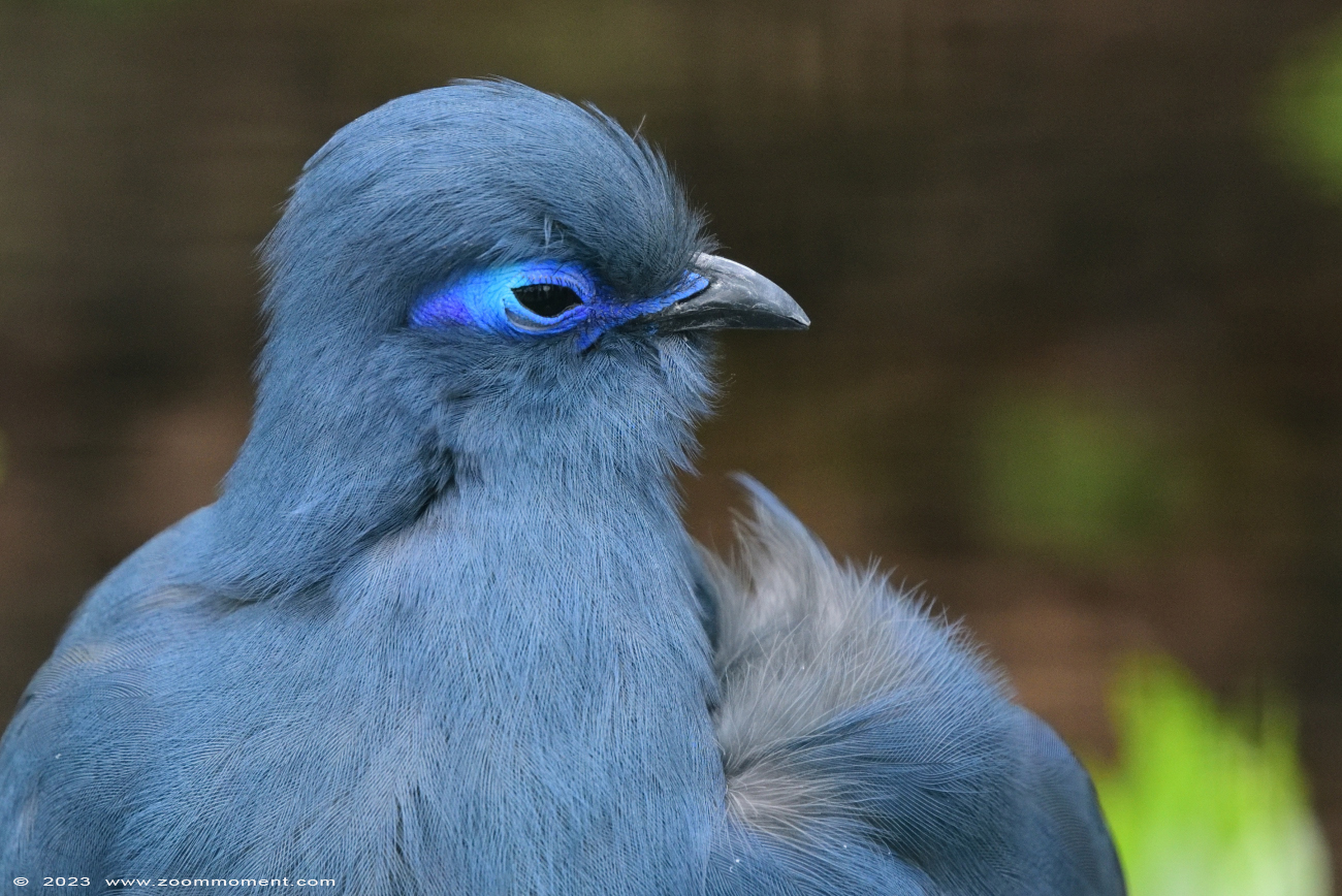 blauwe coua ( Coua caerulea ) blue coua Blau-Seidenkuckuck
Trefwoorden: Vogelpark Walsrode zoo Germany blauwe coua Coua caerulea blue coua Blau-Seidenkuckuck