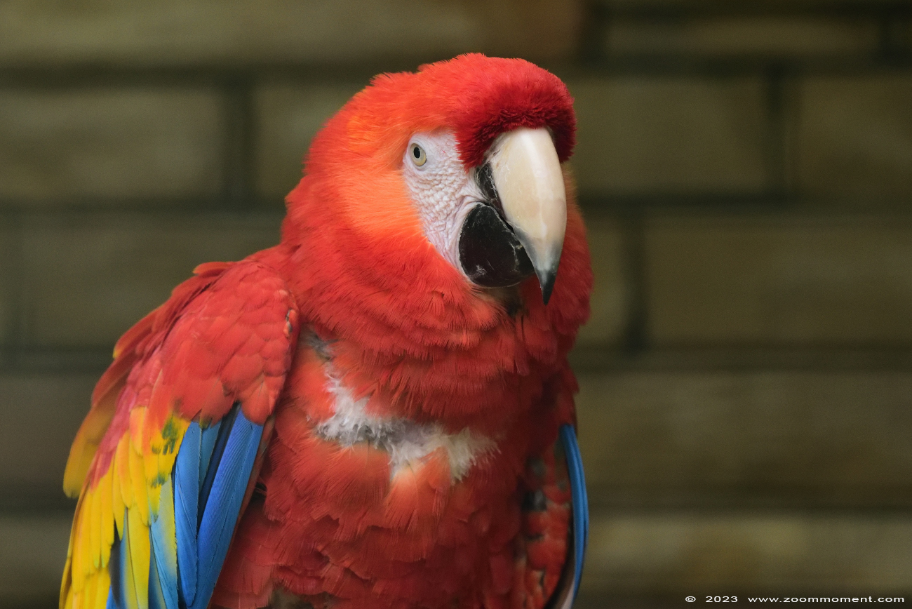 geelvleugelara ( Ara macao ) scarlet macaw
Avainsanat: Vogelpark Walsrode zoo Germany geelvleugelara Ara macao scarlet macaw vogel bird
