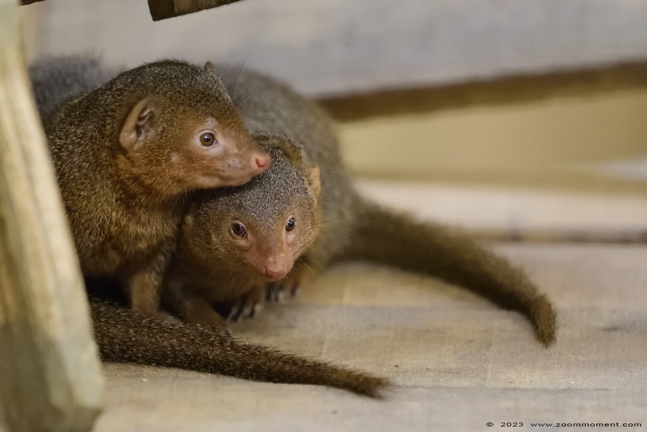 dwergmangoest ( Helogale parvula ) dwarf mongoose
Klíčová slova: Wildlands Emmen Nederland dwergmangoest Helogale parvula dwarf mongoose