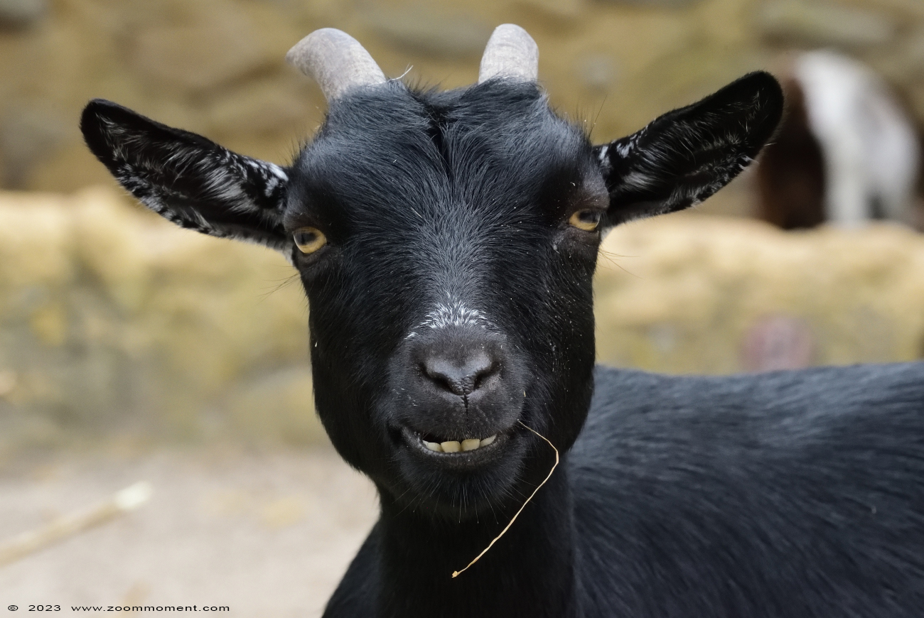 Afrikaanse dwerggeit
Trefwoorden: Wildlands Emmen Nederland Afrikaanse dwerggeit pygmy goat