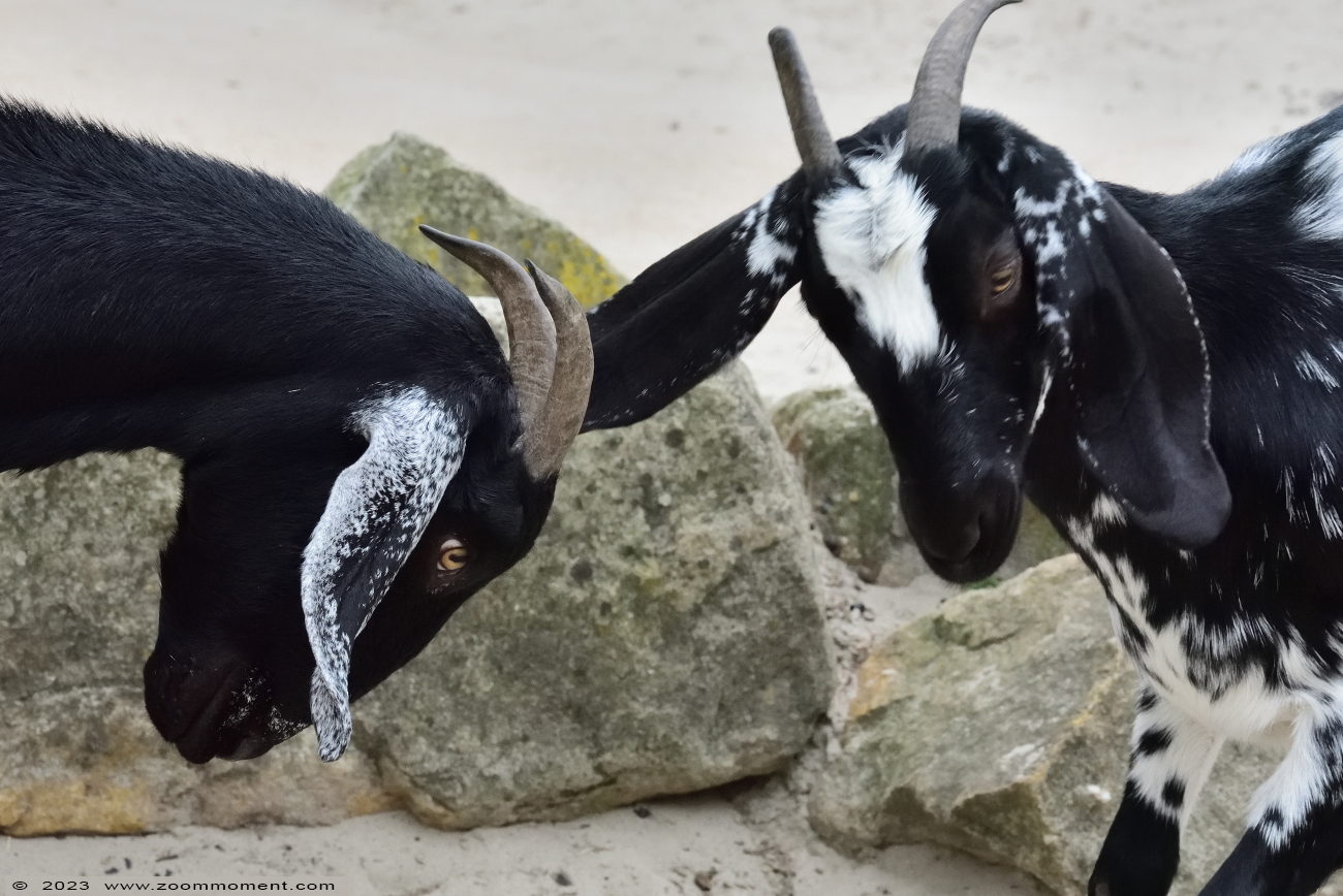 Nubische geit
Trefwoorden: Wildlands Emmen Nederland Nubische geit goat