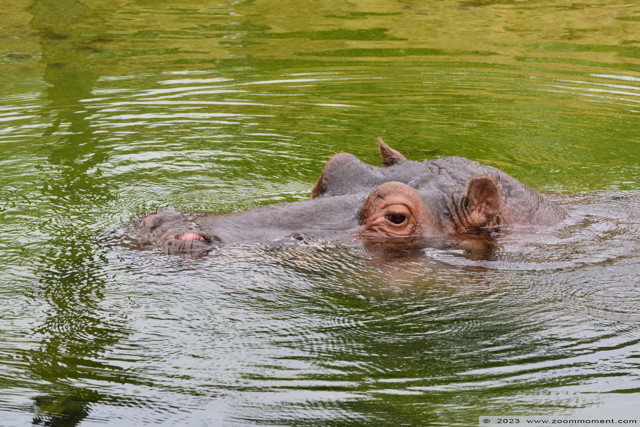 nijlpaard ( Hippopotamus amphibius ) hippopotamus
Trefwoorden: Wildlands Emmen Nederland nijlpaard Hippopotamus amphibius