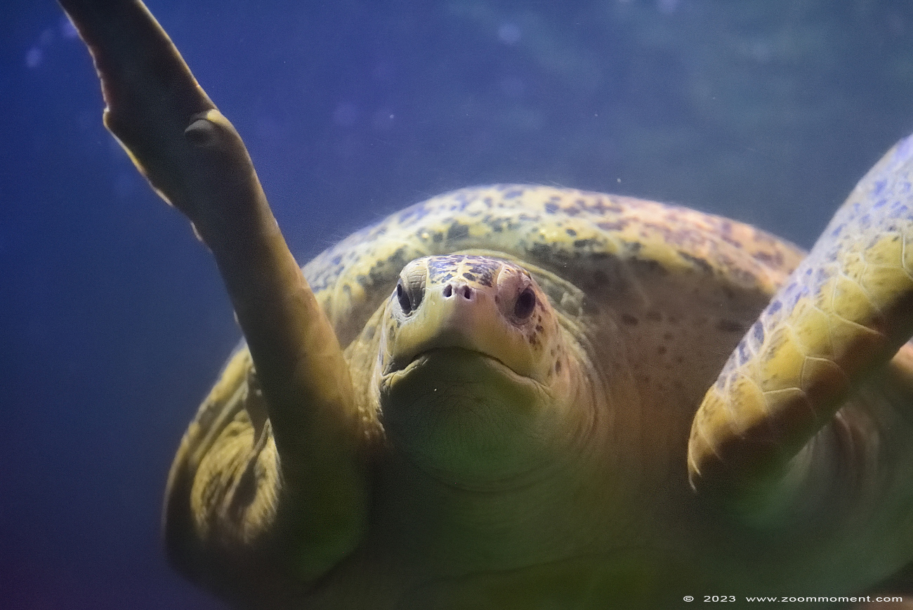 soepschildpad of groene zeeschildpad ( Chelonia mydas ) green sea turtle
Trefwoorden: Wildlands Emmen Nederland soepschildpad groene zeeschildpad Chelonia mydas green sea turtle